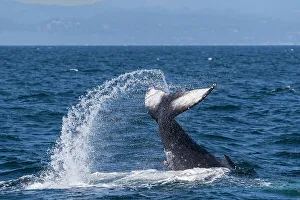 Adult humpback whale (Megaptera novaeangliae), tail throw in Monterey Bay National Marine Sanctuary, California, United States of America, North America