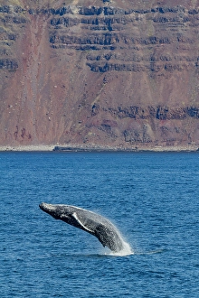 Whale Prints: Adult humpback whale (Megaptera novaeangliae)
