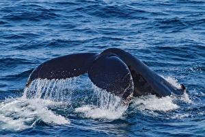 Whale Prints: Adult humpback whale (Megaptera novaeangliae)