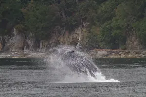 Graceful Prints: Adult humpback whale (Megaptera novaeangliae) breaching along the west side of Chatham Strait in Alaska