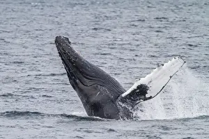Strength Prints: Adult humpback whale (Megaptera novaeangliae) breaching along the west side of Chatham Strait in Alaska