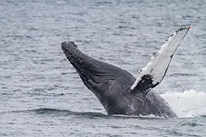 Humpback Prints: Adult humpback whale (Megaptera novaeangliae) breaching along the west side of Chatham Strait in Alaska