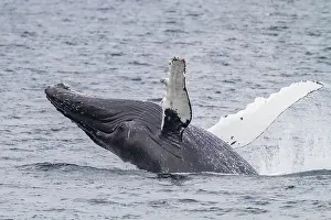 Humpback Prints: Adult humpback whale (Megaptera novaeangliae) breaching along the west side of Chatham Strait in Alaska
