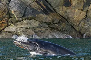 Whale Prints: Adult humpback whale (Megaptera novaeangliae) breaching along the west side of Chatham Strait in Alaska