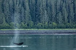 Adult humpback whale (Megaptera novaeangliae) flukes-up dive, Snow Pass, Southeast Alaska, United States of America, North America