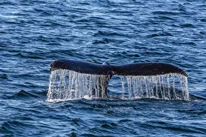 Adult humpback whale (Megaptera novaeangliae) flukes-up dive, Snow Pass, Southeast Alaska, United States of America, North America