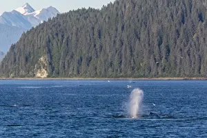 Adult humpback whale (Megaptera novaeangliae) flukes-up dive, Snow Pass, Southeast Alaska, United States of America, North America