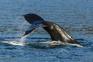 Adult humpback whale (Megaptera novaeangliae) flukes-up dive, Snow Pass, Southeast Alaska, United States of America, North America
