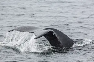 Adult humpback whale (Megaptera novaeangliae) flukes-up dive, Snow Pass, Southeast Alaska, United States of America, North America