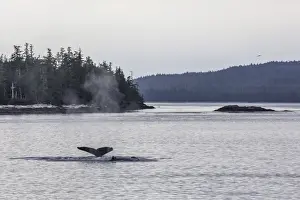 Adult humpback whale (Megaptera novaeangliae) flukes-up dive, Snow Pass, Southeast Alaska, United States of America, North America