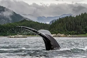 Splashing Prints: Adult humpback whale (Megaptera novaeangliae) flukes-up dive in Inian Pass