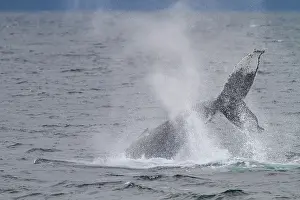 Saltwater Prints: Adult humpback whale (Megaptera novaeangliae) tail throw among feeding whales in Southeast Alaska