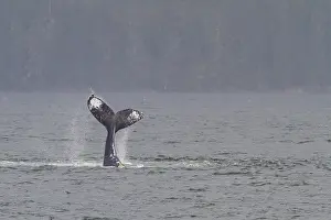 Southeast Prints: Adult humpback whale (Megaptera novaeangliae) tail throw among feeding whales in Southeast Alaska