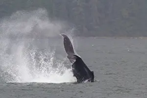 Southeast Prints: Adult humpback whale (Megaptera novaeangliae) tail throw among feeding whales in Southeast Alaska