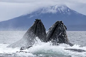 Adult humpback whales (Megaptera novaeangliae), bubble-net feeding in Sitka Sound
