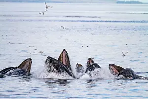 Collaboration Prints: Adult humpback whales (Megaptera novaeangliae) co-operatively bubble-net feeding in Snow Pass
