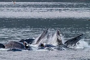 Wildlife Conservation Prints: Adult humpback whales (Megaptera novaeangliae) co-operatively bubble-net feeding in Snow Pass