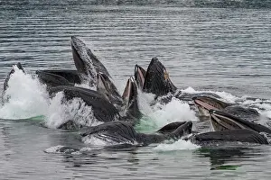 Hemisphere Prints: Adult humpback whales (Megaptera novaeangliae) co-operatively bubble-net feeding in Southeast Alaska