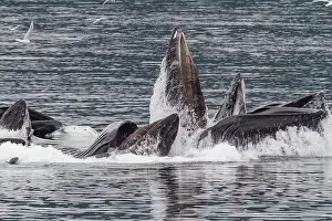 Awareness Prints: Adult humpback whales (Megaptera novaeangliae) co-operatively bubble-net feeding in Southeast Alaska