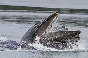 Alaskan Prints: Adult humpback whales (Megaptera novaeangliae) co-operatively bubble-net feeding in Southeast Alaska