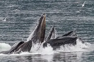 Oceanic Prints: Adult humpback whales (Megaptera novaeangliae) co-operatively bubble-net feeding in Southeast Alaska
