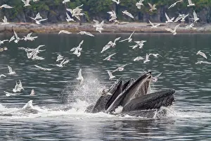 Whale Prints: Adult humpback whales (Megaptera novaeangliae) co-operatively bubble-net feeding in Southeast Alaska