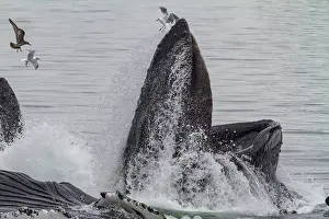 Whale Prints: Adult humpback whales (Megaptera novaeangliae) co-operatively bubble-net feeding in Southeast Alaska
