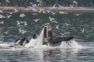 Southeast Prints: Adult humpback whales (Megaptera novaeangliae) co-operatively bubble-net feeding in Southeast Alaska