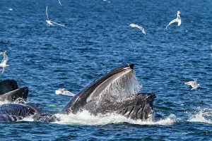 Southeast Prints: Adult humpback whales (Megaptera novaeangliae) co-operatively bubble-net feeding in Southeast Alaska