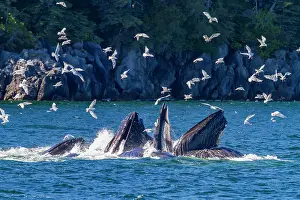 Southeast Prints: Adult humpback whales (Megaptera novaeangliae) co-operatively bubble-net feeding in Southeast Alaska