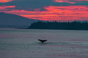 Wildlife Conservation Prints: Adult humpback whales (Megaptera novaeangliae) flukes-up dive in Snow Pass at sunset