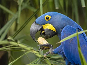 Macaw Prints: Adult hyacinth macaw (Anodorhynchus hyacinthinus)