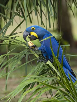 Adult hyacinth macaw (Anodorhynchus hyacinthinus), in a tree on the Rio Pixaim, Mata Grosso, Pantanal, Brazil, South America