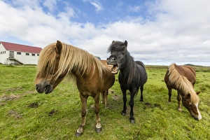 Adult Icelandic horses (Equus ferus caballus), on a farm on the Snaefellsnes Peninsula
