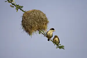 Roosting Prints: Adult and immature black-capped social weaver (Pseudonigrita cabanisi) near their nest