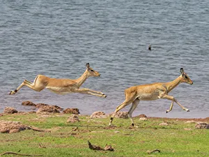 Adult impalas (Aepyceros melampus), running along the shoreline of Lake Kariba, Zimbabwe