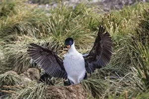 Nest Collection: Adult imperial shag (Phalacrocorax atriceps) landing at nest site on New Island, Falkland Islands