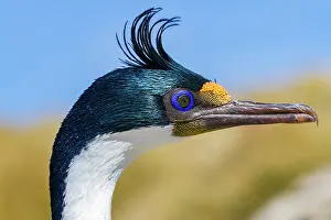 Awareness Prints: Adult Imperial Shag (Phalacrocorax (atriceps) atriceps) exhibiting intense breeding plumage