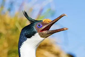 Imperial Prints: Adult Imperial Shag (Phalacrocorax (atriceps) atriceps) exhibiting intense breeding plumage