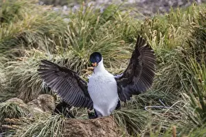 Nurture Prints: Adult imperial shag (Phalacrocorax atriceps) landing at nest site on New Island