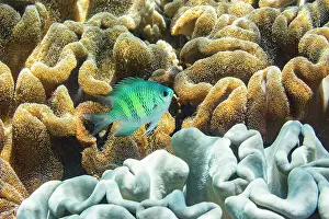 Tropical Climate Prints: An adult Indo-Pacific sergeant major (Abudefduf vaigiensis) on the reef off Arborek Reef