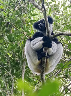 Strong Prints: Adult indri feeding in a tree while exploring its habitat in Madagascar