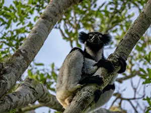 Mammals Prints: Adult indri resting in a tree in Andasibe, Madagascar during daytime