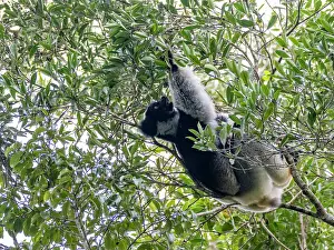 Hanging Prints: Adult indri resting in tree branches in Madagascar during the day