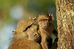 Head And Shoulders Gallery: Adult and infant chacma baboon (Papio ursinus), Kruger National Park, South Africa