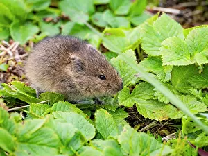 Alaska Prints: Adult Insular vole forages on vegetation in Saint Mathew Island habitat in Alaska