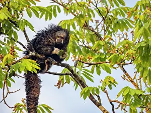 Isabela Prints: An adult Isabel's monk saki monkey