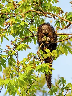 Sustainability Prints: An adult Isabel's monk saki monkey
