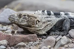 Lying On Front Prints: Adult Isla San Esteban spiny-tailed iguana (Ctenosaura conspicuosa) basking in the sun on Isla San Esteban