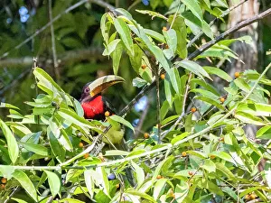Plumage Prints: An adult ivory-billed aracari, Pteroglossus azara